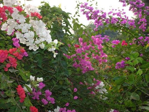 Bougainvillae - When in bloom these flowers are a riot of colour spreading grandeur to the entire garden.