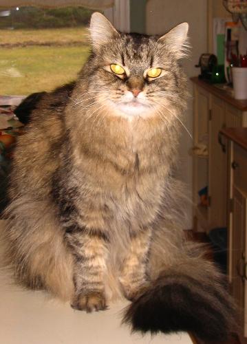 cleo - Here is our beautiful 14 year-old cat, Cleo, on her favorite counter...
