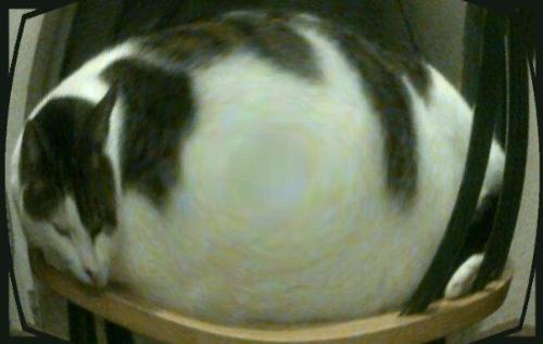 I made my cat "fat" using a pic app - I was playing around with my bulge feature of the picture effect app on my BlackBerry. Kinda funny lol