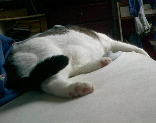 Sleepeh Kitteh's Whiskers - It almost looks like a headless cat but look closely! There's Kitty's whiskers sticking up! Sleepeh Kitteh's Whiskers - It almost looks like a headless cat but look closely! There's Kitty's whiskers sticking up!