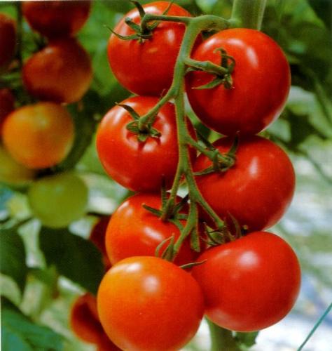 Tomatoes - Beautiful tomatoes and healthy