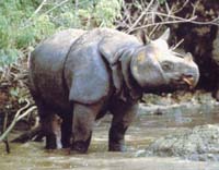 javan rhino - javan rhino is almost rare animal from indonesia,illegal hunting make their population decrease javan rhino - javan rhino is almost rare animal from indonesia,illegal hunting make their population decrease