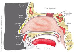 Nose allergy - Nose allergy or sensitiveness