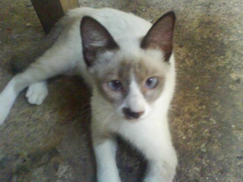 Siamese cat in memory - My sister&#039;s cat