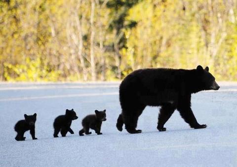 Bears -  mother Black Bear and her cubs.