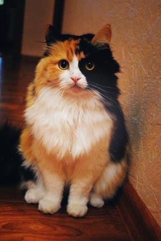 calico - A cute Calico Cat.