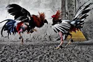 cockfight in the backyard - one shot of the chicken fighting each other!