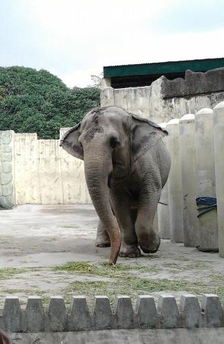 Mali, the elephant is going to Thailand - Mali, the elephant in manila zoo will be leaving to thailand