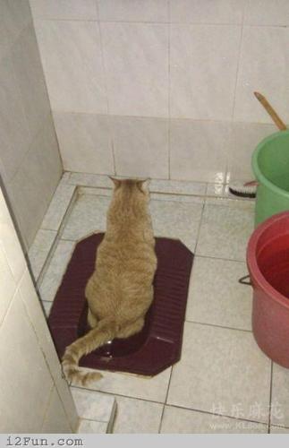 cat using toilet - haha come and flush