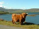 Highland cow - a nice pic of a highland cow from Scotland