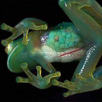 Glass Frog - Interesting to know that there are really unique creatures of God that Science cannot explain how it existed. One of which is the GLASS FROG. Yes you heard it right! The glass frogs can be found in the mountains of South America, Mexico, and Panama. These unique frogs belong to endangered list because of the slow progress of their population. Trees are cut down and forest becoming.. well whatever we can think of now. Their world is being destroyed in other words.
They are just more of ordinary frogs and lays eggs in near river or streams. Of course like any other toads, survival is a must. 
They can hardly be seen in the forest for they are very small and also with its green color, they sit quietly on the leaves and shrubs. Amazing isn’t it?

Read more: http://scienceray.com/biology/the-glass-frog/#ixzz2KlpI5emE
