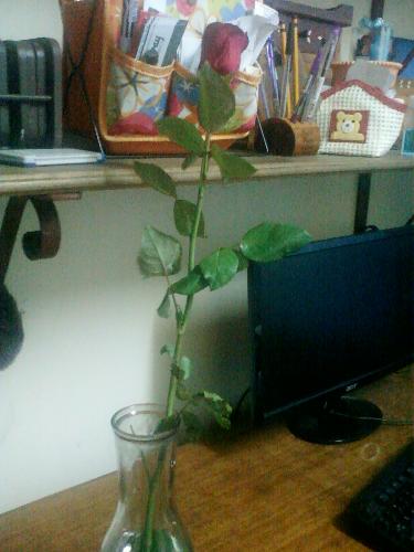 1 Stem of Rose - This is the 1 stem of rose.