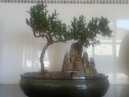 My Bonsai - This is a photo of my bonsai