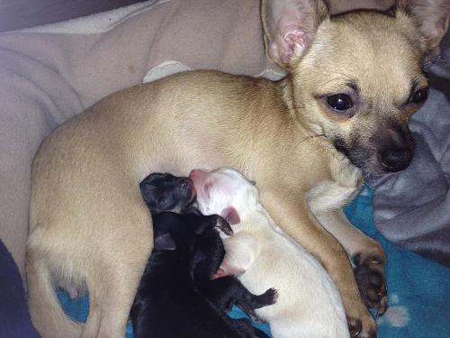 chihuahua - rosie and her babies