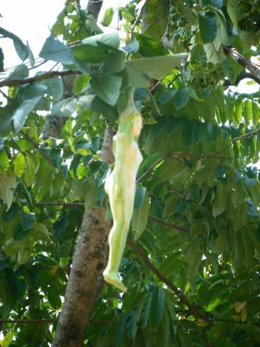 Nareepol tree - Human shaped fruit in the Nareepol tree