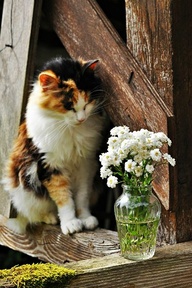 cat and flower - some flowers are harmful for cats