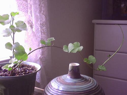 Rooting A Sweet Potato Vine - Getting bigger and bigger everyday!