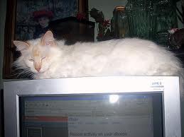 Cat over monitor - I have 5 cats and three monitors, to much space for my sleeping kitties