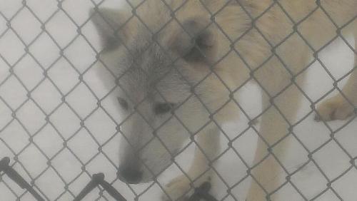 One of the wolves we saw today. - The alpha male named Dancing Turtle One of the wolves we saw today. - The alpha male named Dancing Turtle