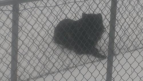 black wolf - Another wolf we saw at Wolf Mountain Nature Center