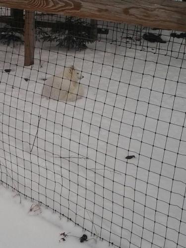 Arctic Fox - Arctic Fox at Wolf Mountain Nature Center