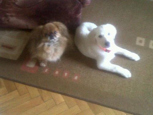 dogs - Dobby and Oscar toghether