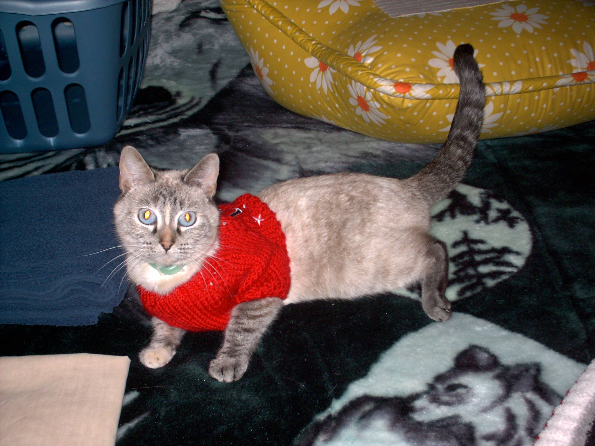 The Spoiled Brat - This is my daughter's cat, Diamond.  She's the biggest baby in the family and a spoiled brat.