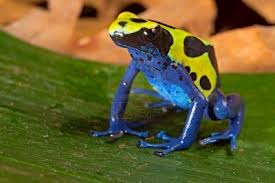 Colored frog - I know that as more colorful is the frog more poissonus is the frog.