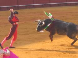 BullFight - this is the worst tradicional thing of my country.
Bullfight its terrible