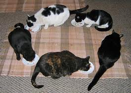 I have 5 cats - I have 5 cats, I am missing one that hasn´t arrived home in 30 hrs, I´m very anguished.