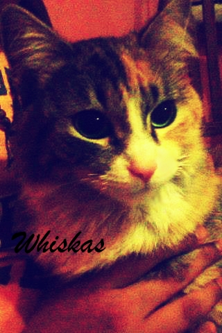 RIP Whiskas  - Whiskas passed away, everyone has cried her at home