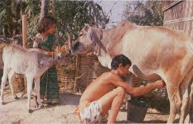Cows dont gives milk but we should do the hard wor - Life is same like cow and milkman