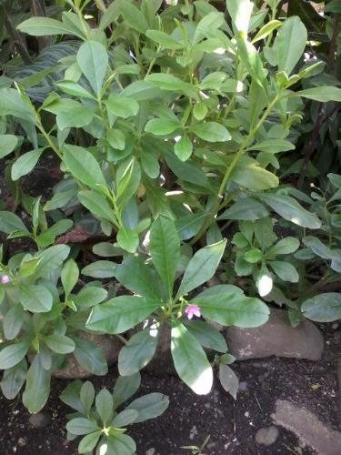 spinach - this is the spinach my mother used to plant in his garden. i should try to plant this vegetable more and should try to eat this more often.