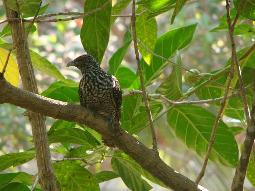 Cuckoo on the Noni Tree - The Noni fruit is the favourite of the cuckoos despite its stink Cuckoo on the Noni Tree - The Noni fruit is the favourite of the cuckoos despite its stink