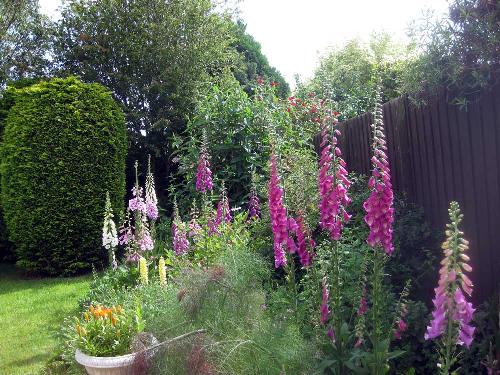 Our rear Garden flower bed.  - Taken in June 2011 of our rear flower bed garden with second-year floxgloves.