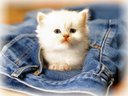 Cats - I want to know how useful is to have a pet Cat