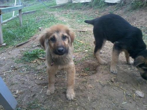 Teddy and Billy the rescued pups  - Teddy was like a little bear when he was small. He was very nervous of people at first. Billy was friendly but a little scared. Both are now feeding out of our hands. 