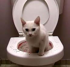 cat - cat uses the toilet