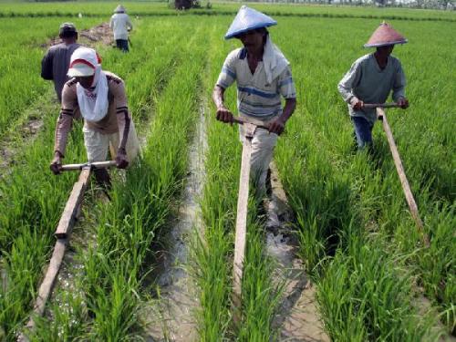 Farmers - Farmers in my region...so sad