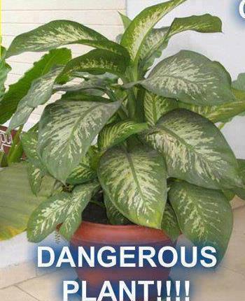 Dumb Cane highly poisonous - This plant is very poisonous but popular, keep away from it