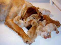 Doggi born the puppy but died with in a day - Any mother can also same feeling for their child