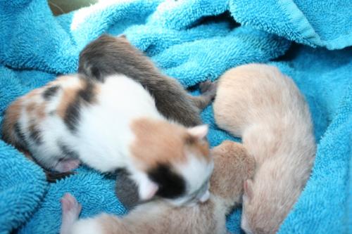 Our new babies - My cat Callie&#039;s new brood. They were born on 3/21 and 3/22.

The tan and white is the oldest, calico is second born, smoke gray is the third born and the solid buff is the youngest.