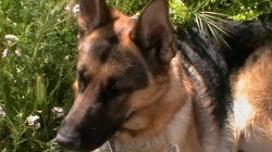 German Shepherd Sun Bathing. - Sultan German Shepherd taking a sun bath.