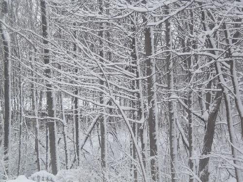 Snow in March - This was taken last Monday