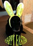 happy Easter - Buddy the dog dressed up for Easter.