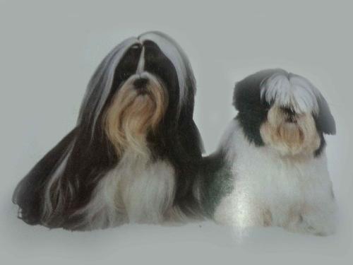 Shih tzu dog and puppy - An old scanned photo of a Shih tzu dog and a Shih tzu puppy.