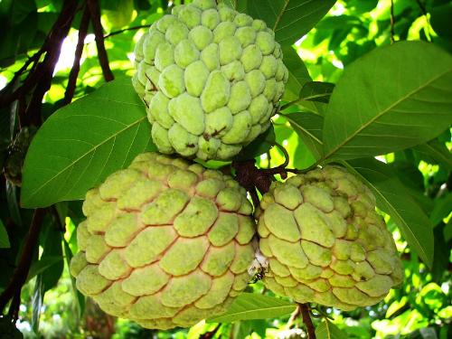 Atis (sugar-apple) - This is one of my favorite fruits and also the only kind of plant that I have tried growing.