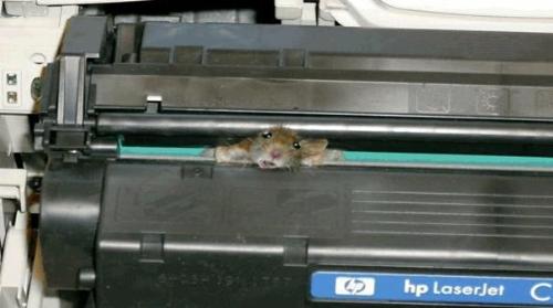 mouse in a printer - a dead mouse in printer