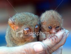 tarsier - tarsier are the smallest monkey in the world.
visit Philippines now.