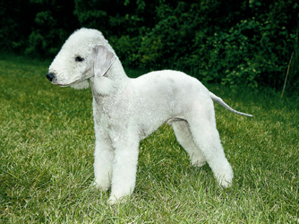 Bedlington Terrier - These dogs look like little lambs